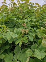 Aralia cordata