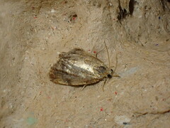 Pseudargyrotoza conwagana