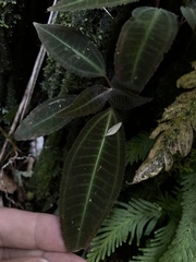 Bertolonieae