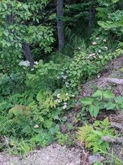 Actinidia kolomikta