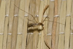 Erioptera