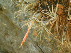 Tillandsia pueblensis