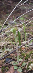 Pterostylis nana