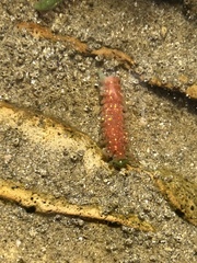 Apostichopus californicus