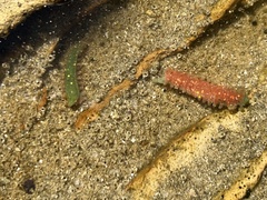 Apostichopus californicus