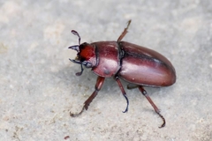 Prosopocoilus astacoides