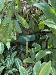 Medinilla cummingii