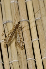 Ilisia maculata