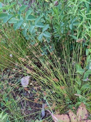 Juncus decipiens