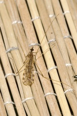 Ilisia maculata