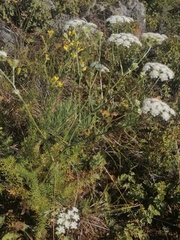 Kitagawia baicalensis