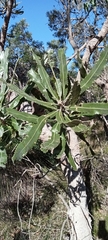 Banksia menziesii