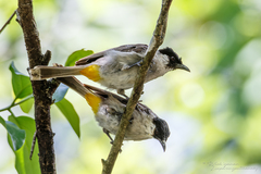 Pycnonotus aurigaster thais