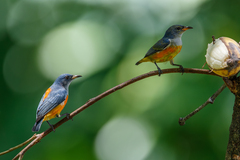 Dicaeum trigonostigma rubropygium