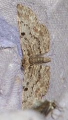 Eupithecia abietaria