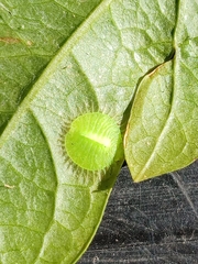 Myiodactylinae