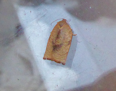 Cacoecimorpha pronubana