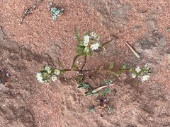 Lepidium phlebopetalum
