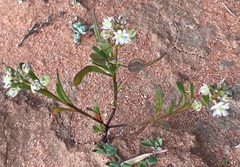 Lepidium phlebopetalum