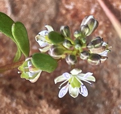 Lepidium phlebopetalum