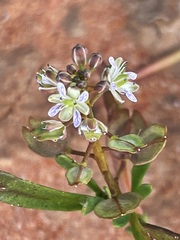Lepidium phlebopetalum