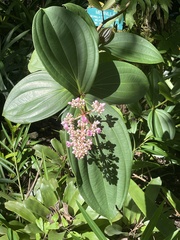 Medinilla cummingii