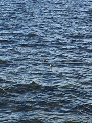 Podiceps cristatus