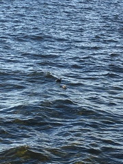 Podiceps cristatus
