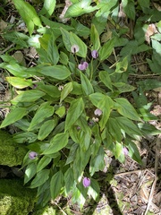 Spathiphylleae