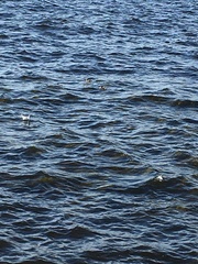 Podiceps cristatus