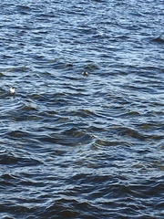 Podiceps cristatus