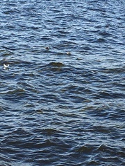 Podiceps cristatus