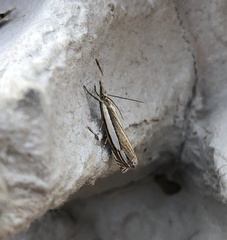 Crambus silvella