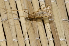 Ilisia maculata