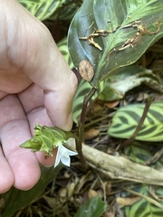 Bertolonieae
