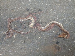 Sinomicrurus sauteri