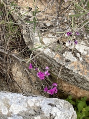 Glycine rubiginosa