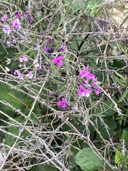 Glycine rubiginosa