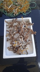 Dendrophyllia cornigera