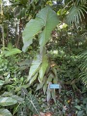 Cyrtosperma johnstonii
