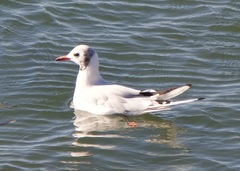 Chroicocephalus ridibundus