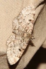 Eupithecia abietaria