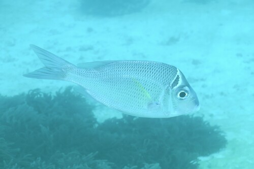 Halsband-grootoogbrasem (Gymnocranius audleyi) — Lethrinidae — 4