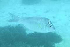 Gymnocranius audleyi