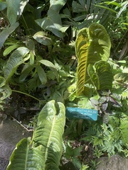 Anthurium veitchii
