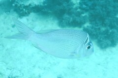 Gymnocranius audleyi