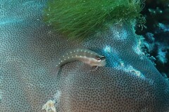 Ecsenius mandibularis