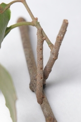 Luxiaria phyllosaria