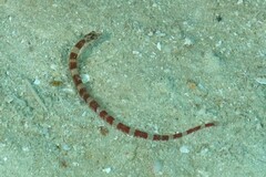 Corythoichthys amplexus