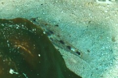 Fusigobius inframaculatus